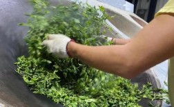 茶叶种植技术入门视频