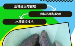 黑鱼如何增产增效？关键养殖技术有哪些？