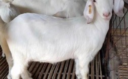 山东养羊，哪些品种最合适？