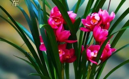 建兰哪个品种最勤花？