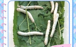 蚕有哪些品种？各有何特点？