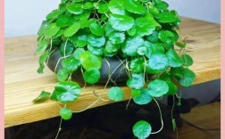 哪些水养花好养又易存活？