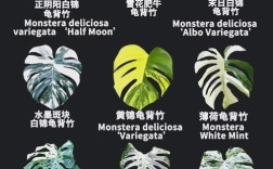 龟背竹品种有哪些？