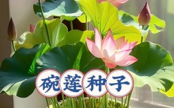 哪些碗莲品种开花勤？