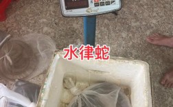 2025年水律蛇价格会涨还是跌？