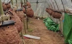 美国黄蜂养殖技术视频怎么学？