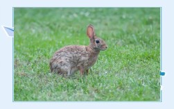 巫巴兔种多少钱一斤？