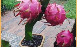 哪些水果新品种适合种植？