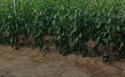 大棚辣椒种植技术要点有哪些？