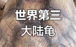 陆龟之王是哪个品种？