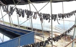 地面网箱养殖水蛭，技术要点有哪些？