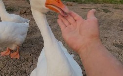 2025皖西白鹅价格会涨还是跌？