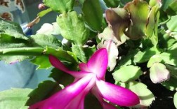 指甲莲花怎么养才好？