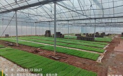 奇稻2000栽培技术