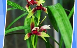 兰花有哪些常见品种？