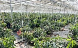 北方温室芒果栽培技术要点有哪些？
