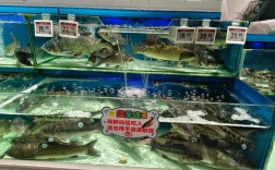 新上市的淡水鱼新品种有哪些特性与优势？