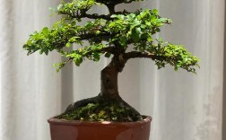 北方盆景最好养的品种