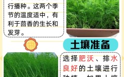 大茴香种植技术和时间
