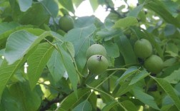 高产核桃种植技术视频有哪些关键要点？