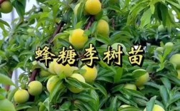 种植什么品种的李子好