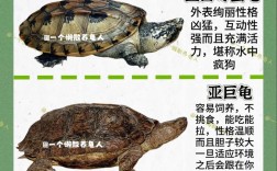 养龟选什么品种最赚钱？