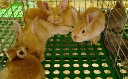 养什么品种兔子最赚钱？