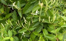 哪种金银花品种口感最佳？