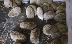 刺猬养殖技术有哪些关键要点？