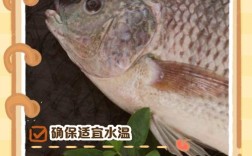 网箱养殖罗非鱼技术管理关键点有哪些？