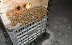 湖南哪里能学到马蜂养殖技术？