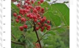 甘肃2025年花椒价格会涨还是跌？