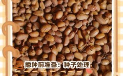 柿子种子栽培管理技术