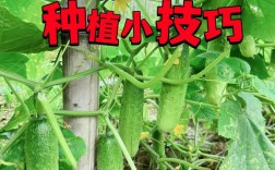 高产黄瓜栽培管理技术有哪些关键要点？