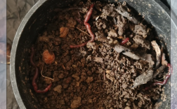 蚯蚓 孵化 技术视频