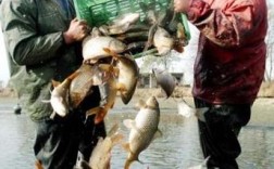 小型水库养鱼施肥技术怎么操作？