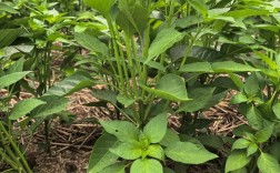 辣椒花生怎么套种？视频教你技术要点