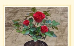 玫瑰花梗种植技术有哪些关键步骤？