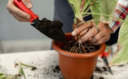 盆栽技术视频怎么学？关键步骤有哪些？