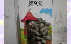 蘑菇菌种培养技术怎么学？