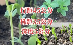 大棚蚕豆怎么种？视频教你关键技术！