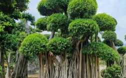 榕树品种中什么最好看