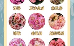 长寿花的品种怎么分类