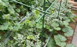 西瓜搭架栽培视频，技术要点有哪些？