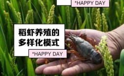 水稻套养龙虾技术视频怎么做？