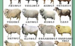 大品种羊选种，体型外貌还是生产性能优先？