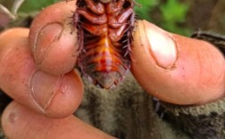 河南的土鳖虫是什么品种