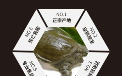 什么甲鱼品种价格最贵？