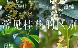 如何判断桂花树品种优劣？