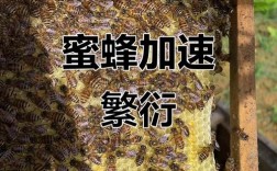 春季一脾繁殖，如何快速扩群？